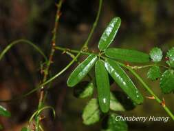 Image of Akebia longeracemosa Matsum.