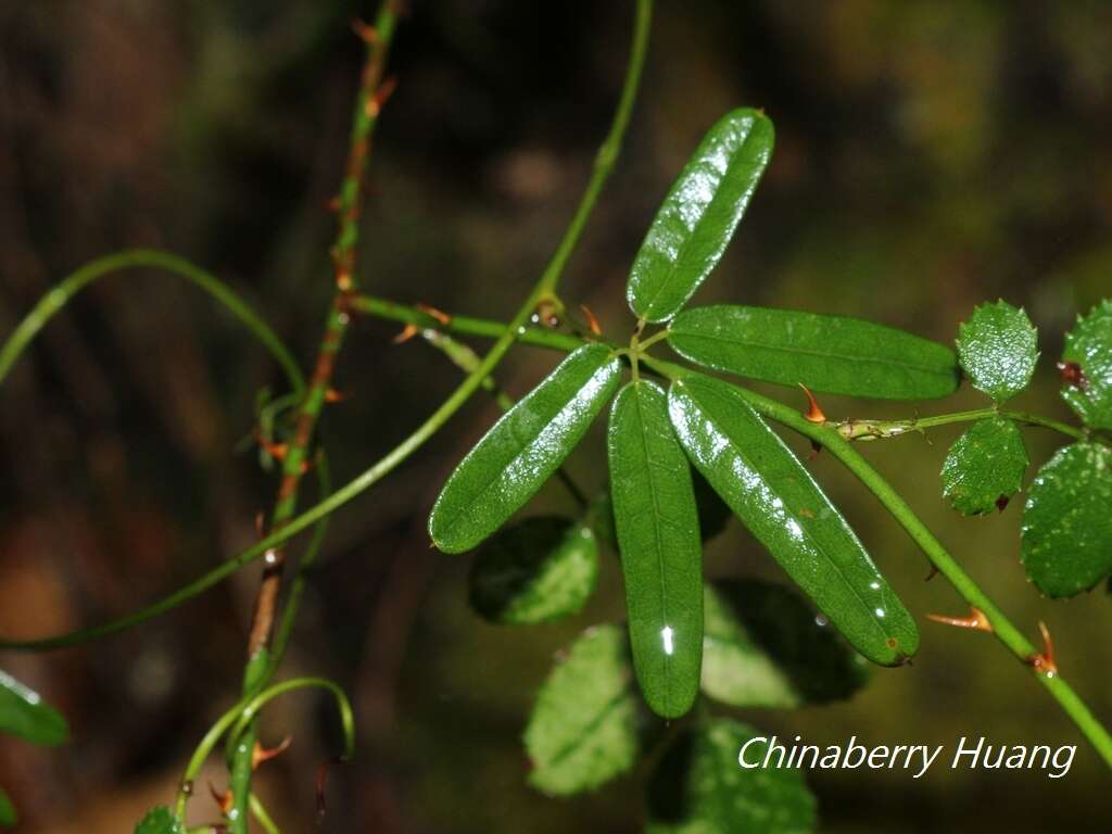 Imagem de Akebia longeracemosa Matsum.