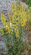 Plancia ëd Solidago virgaurea L.