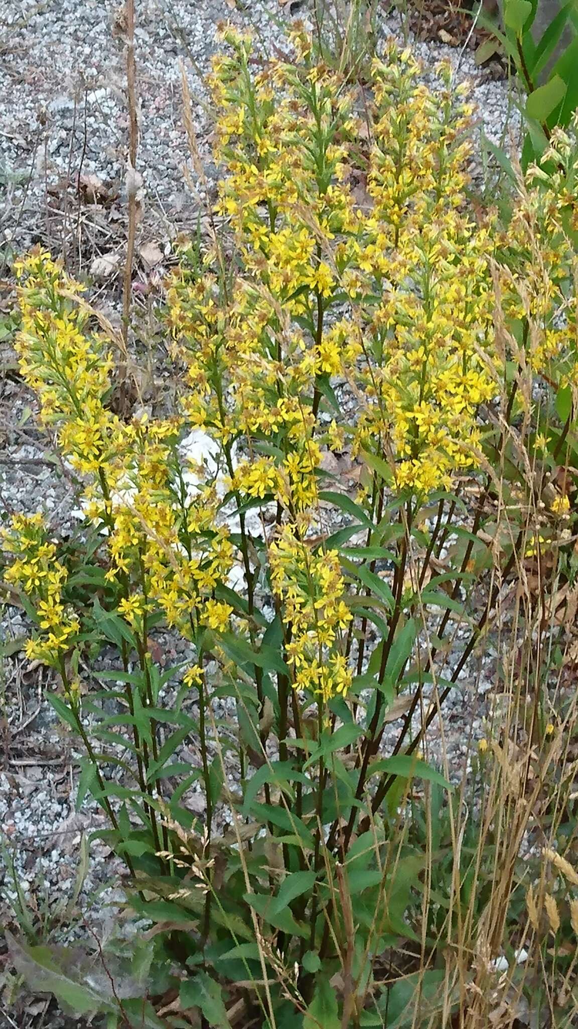 Plancia ëd Solidago virgaurea L.