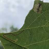 Image of Stigmella tiliella (Braun 1912) Newton et al. 1982