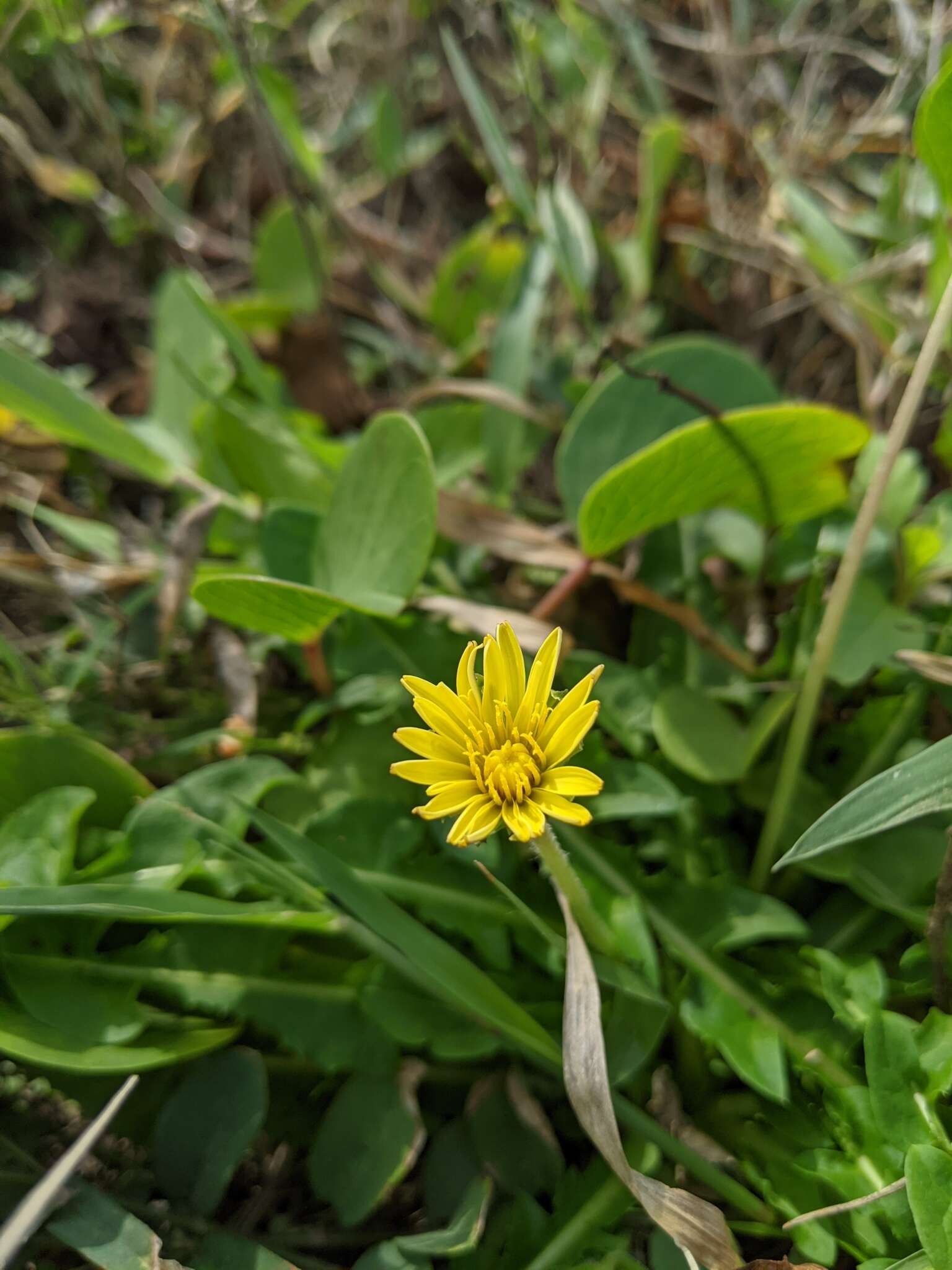 Image of Taraxacum formosanum Kitam.