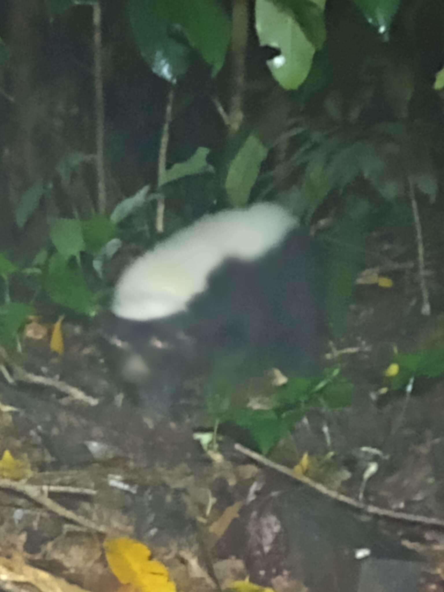 Image of eastern hog-nosed skunk