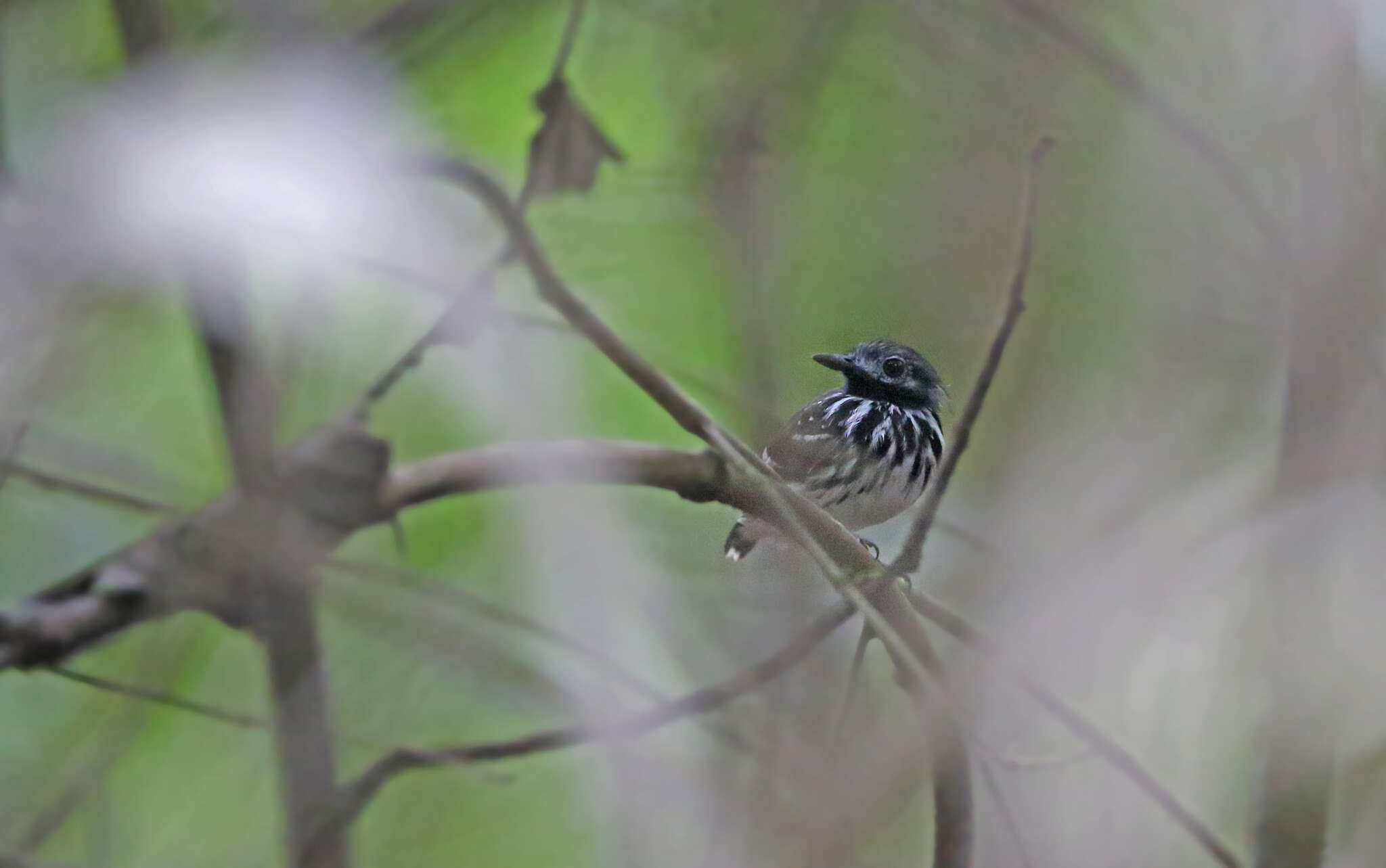 Image of Dot-backed Antbird