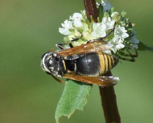 Image of Keyhole Wasp