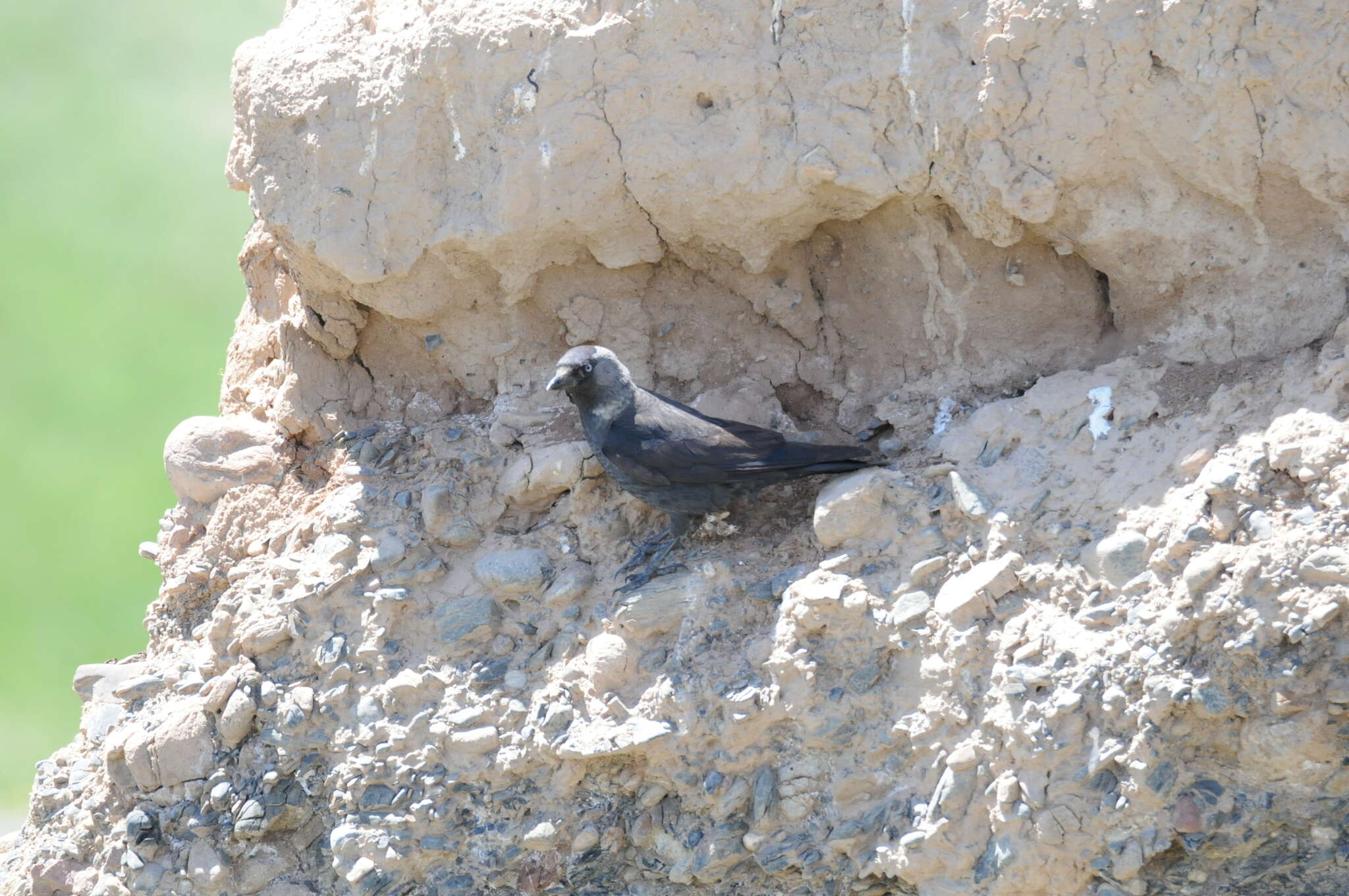 Corvus monedula soemmerringii resmi