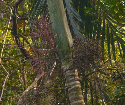 Image of Chambeyronia macrocarpa (Brongn.) Vieill. ex Becc.