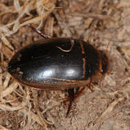 Image of Hydaticus (Hydaticus) transversalis (Pontoppidan 1763)