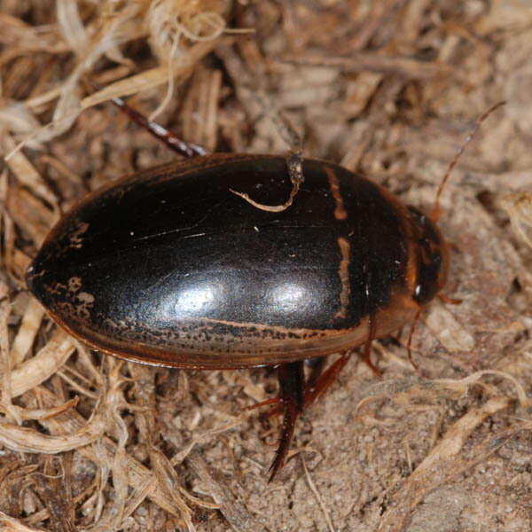 Image of Hydaticus (Hydaticus) transversalis (Pontoppidan 1763)