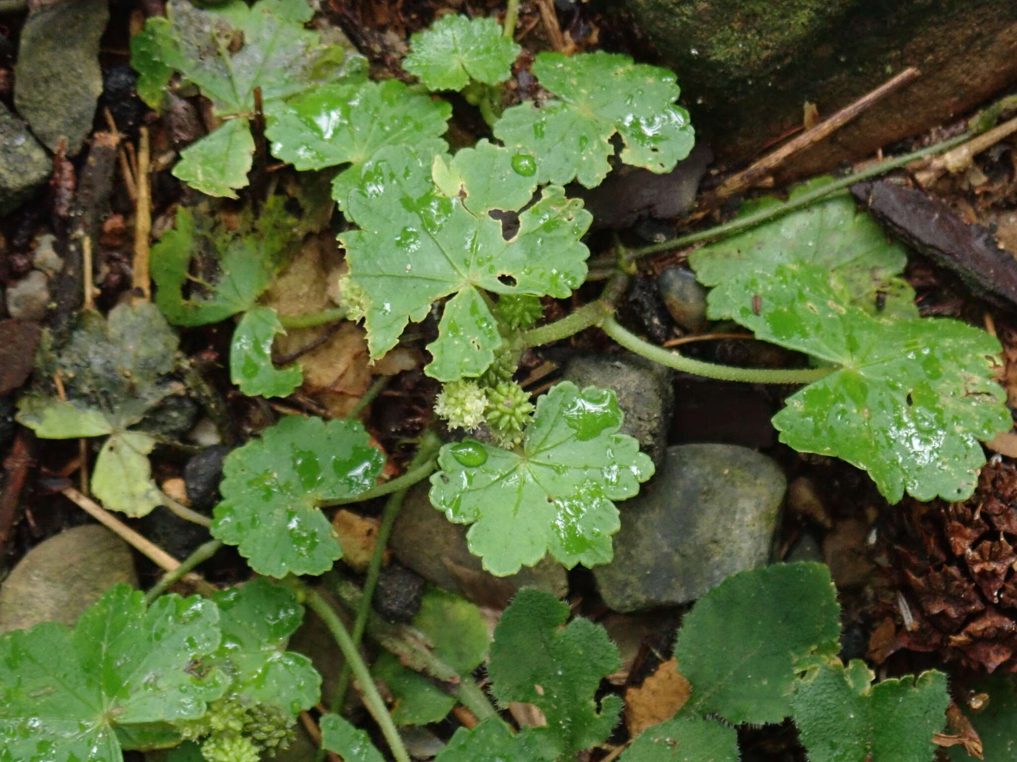 Image de Hydrocotyle nepalensis Hook.