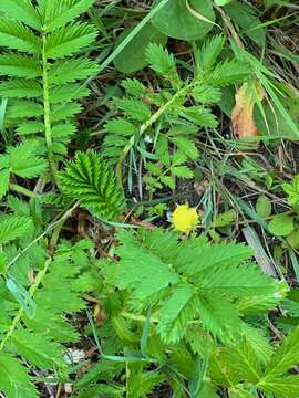 Image of silverweed cinquefoil