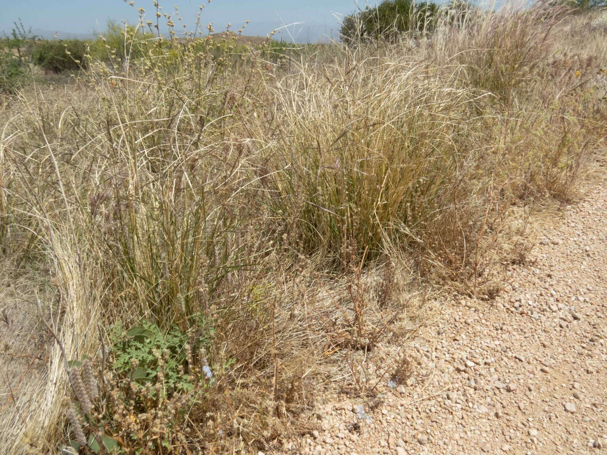 Image of spidergrass