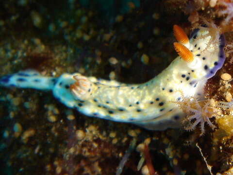 Plancia ëd Hypselodoris rudmani Gosliner & R. F. Johnson 1999