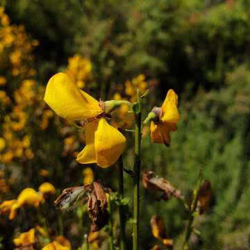 Image of <i>Cytisus scoparius</i> subsp. <i>reverchonii</i>