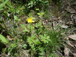 Ranunculus hispidus Michx.的圖片