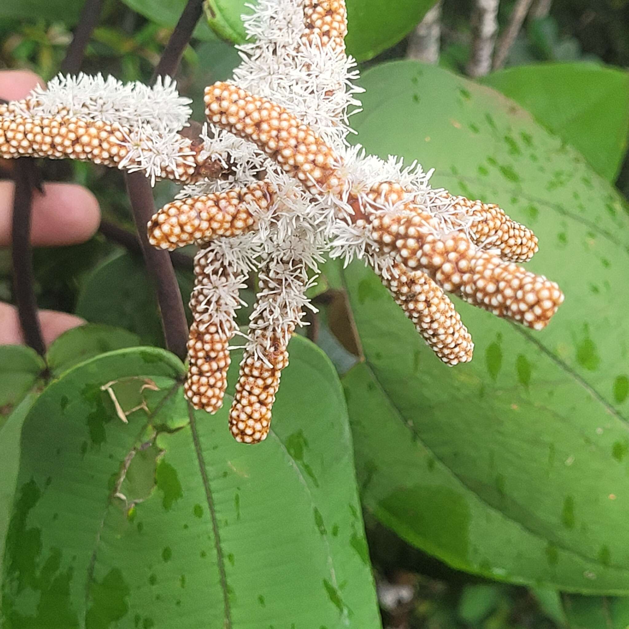 Image of Miconia corallina Spring