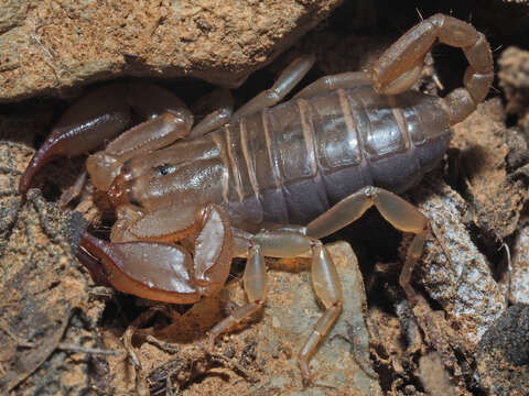 Image of Euscorpius candiota Birula 1903