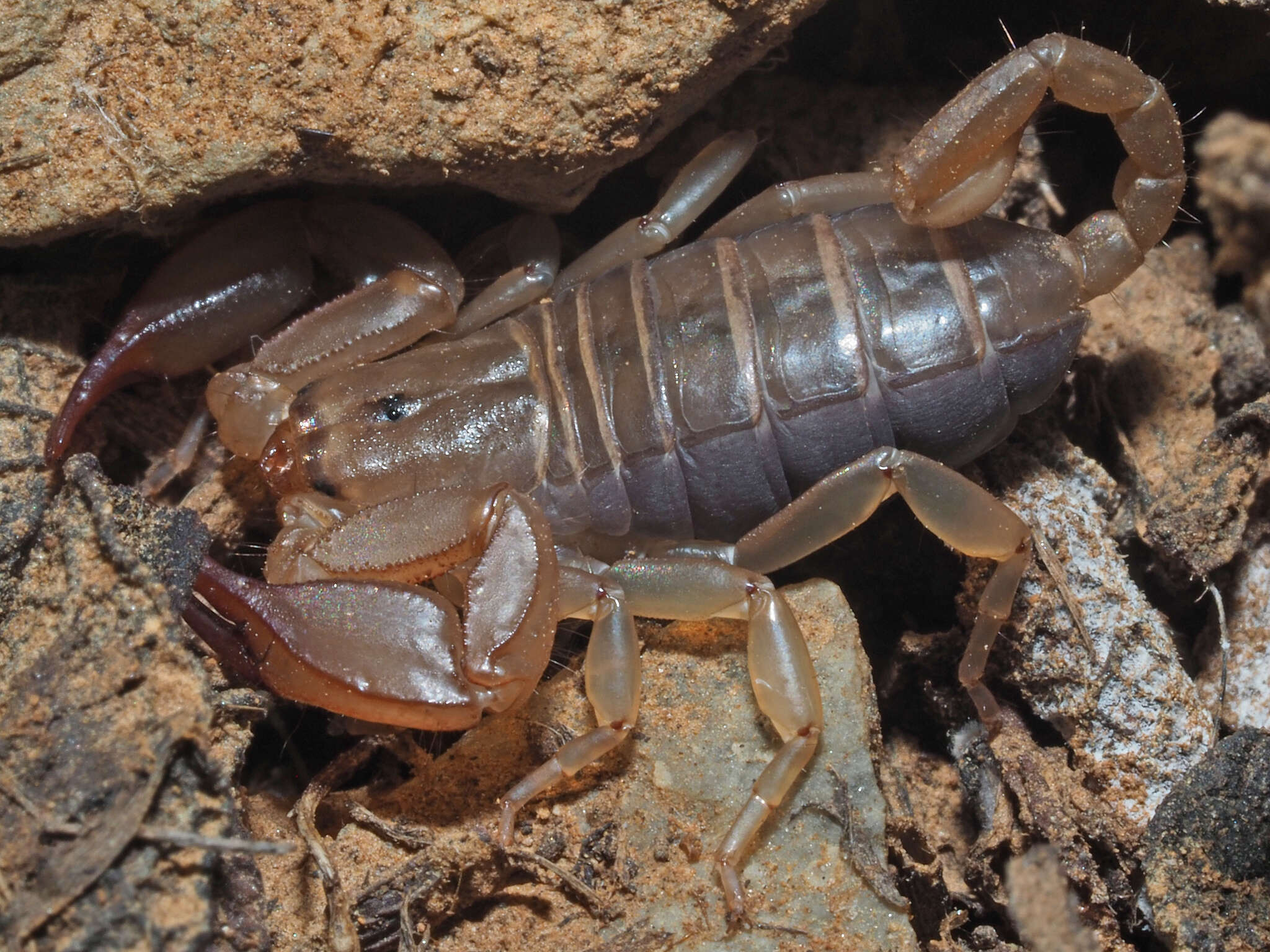 Image of Euscorpius candiota Birula 1903