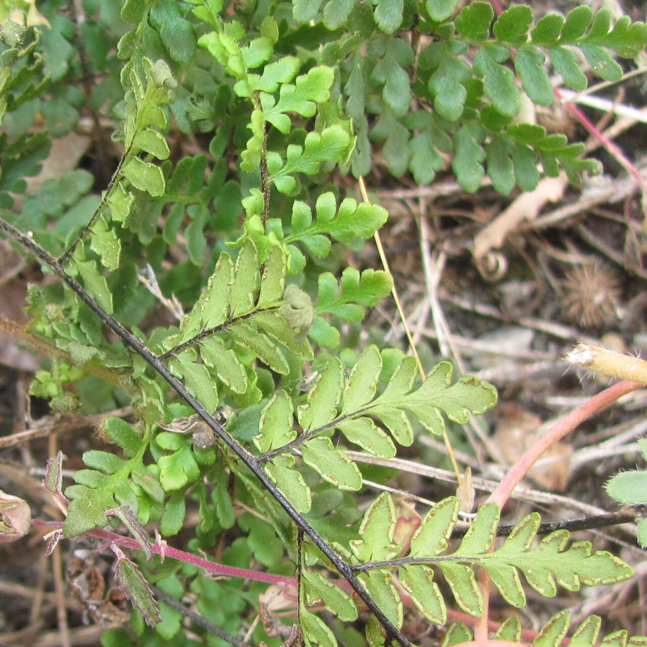 Myriopteris alabamensis (Buckley) Grusz & Windham resmi