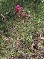 Image of Origanum vulgare subsp. vulgare