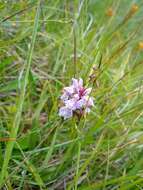 Image of Dactylorhiza maculata subsp. ericetorum (E. F. Linton) P. F. Hunt & Summerh.