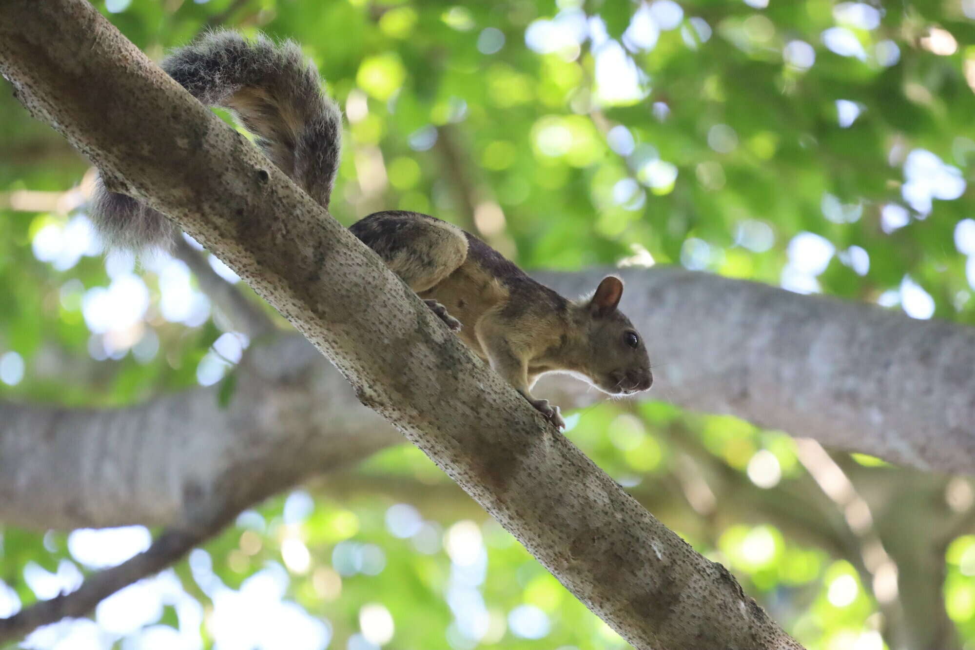 Image de Sciurus variegatoides helveolus Goldman 1912