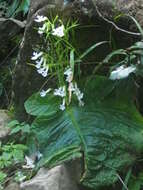 Image of Streptocarpus pusillus Harvey ex C. B. Clarke