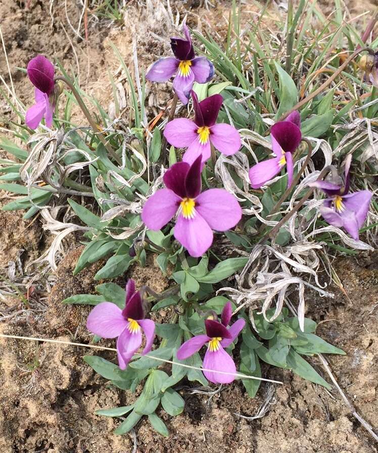 Image of Rainier Violet