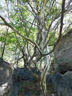 Sivun Chloroleucon mangense var. leucospermum (Brandegee) Barneby & J. W. Grimes kuva