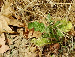 Image of Milk thistle