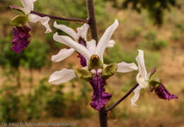 Image of Eulophia cristata (Afzel. ex Sw.) Steud.