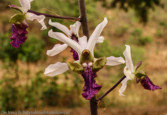 Image of Eulophia cristata (Afzel. ex Sw.) Steud.