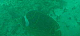 Image of Halfmoon Butterflyfish