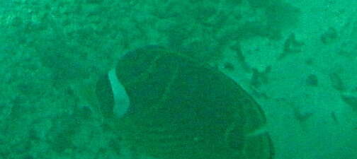 Image of Halfmoon Butterflyfish