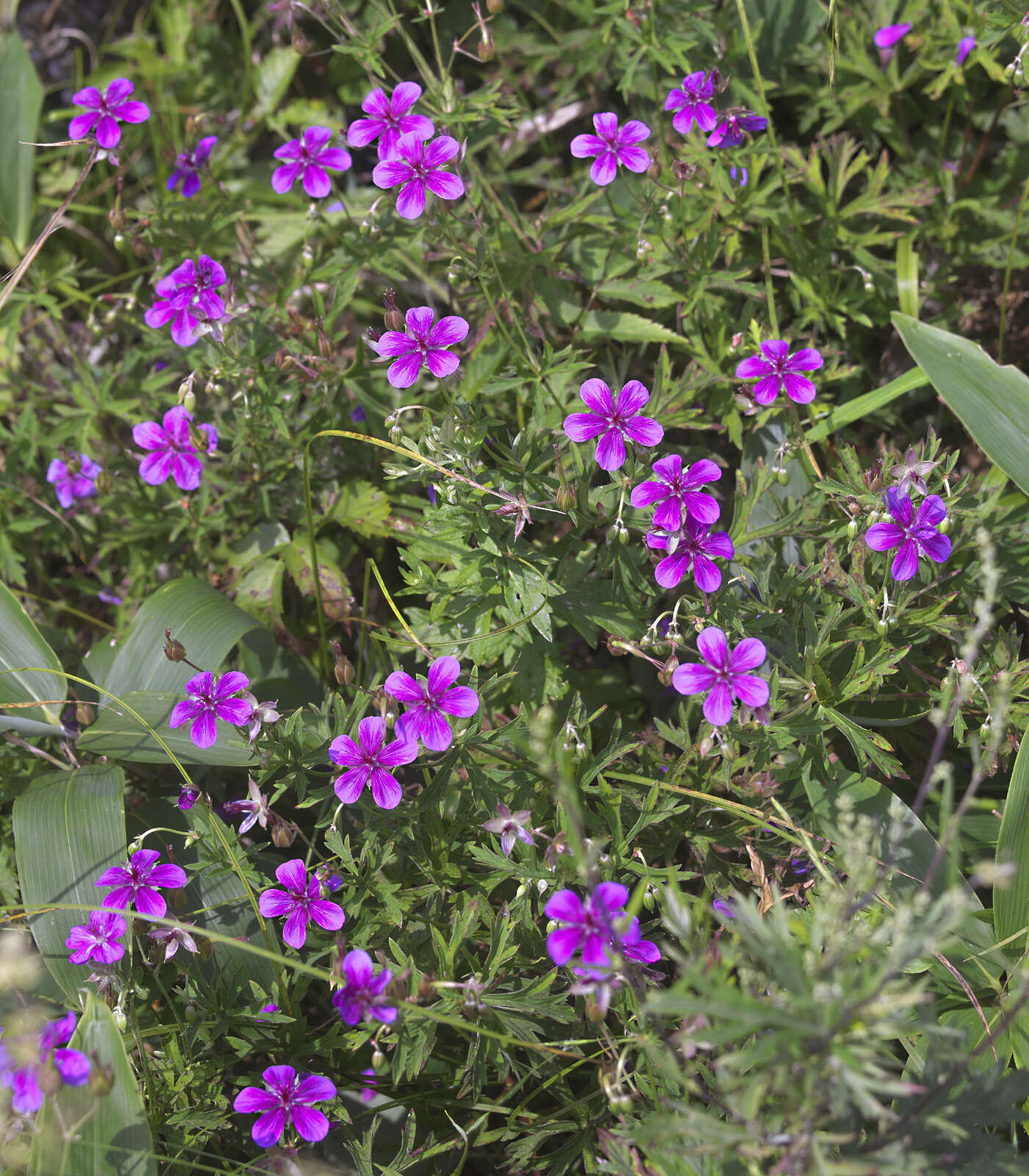 Sivun Geranium soboliferum Kom. kuva