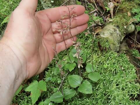 Image of Kidneyleaf twayblade