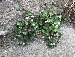 Image of Cymbalaria muralis subsp. muralis