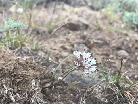 Image of rock onion