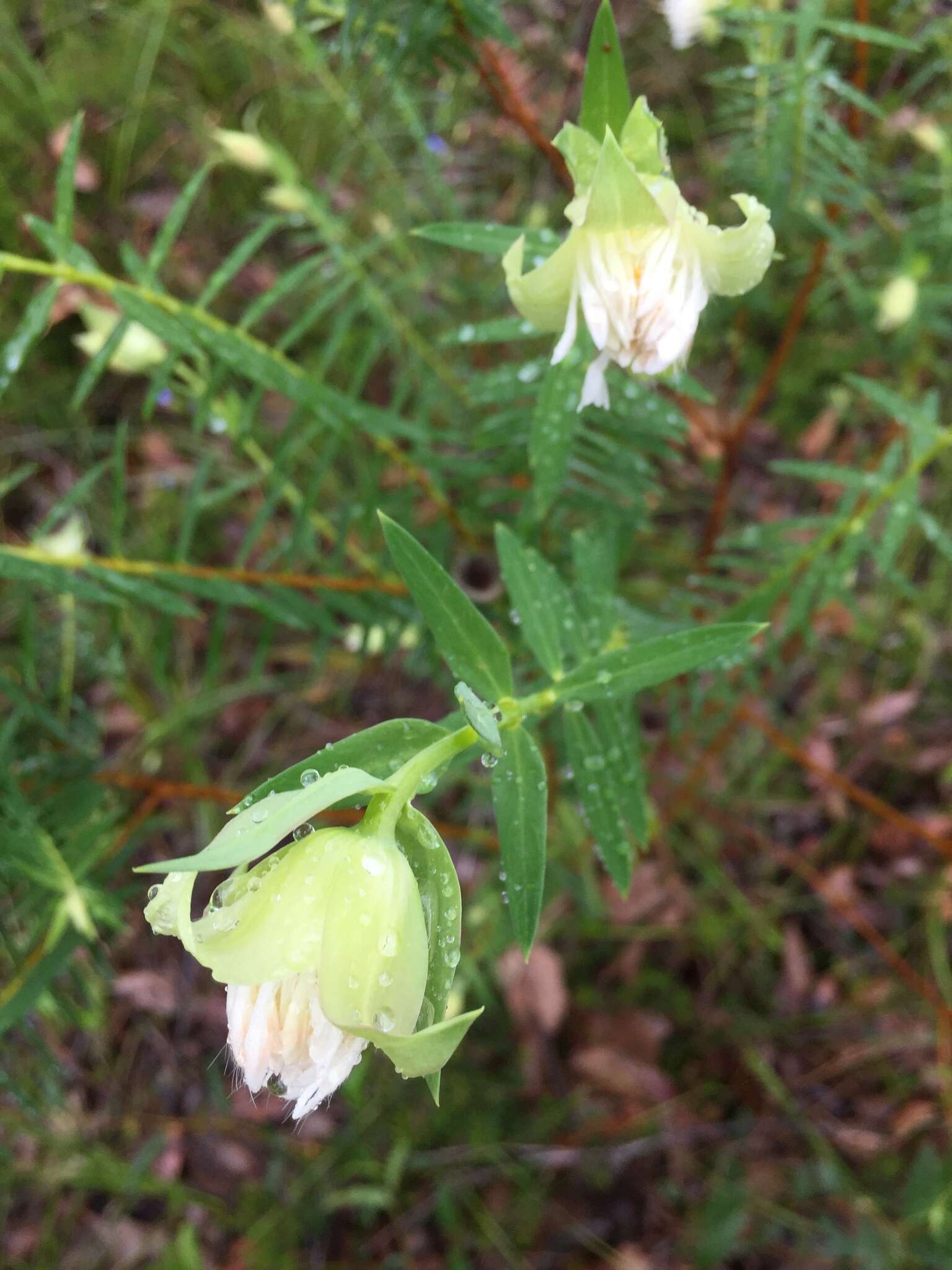 Image of Pimelea spectabilis Lindl.