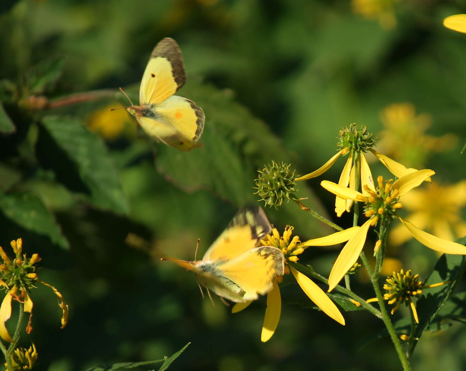 Image of Orange Sulphur