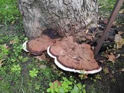 Imagem de Ganoderma adspersum (Schulzer) Donk 1969