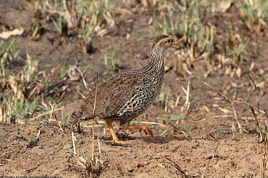 Image of Heuglin's Spurfowl