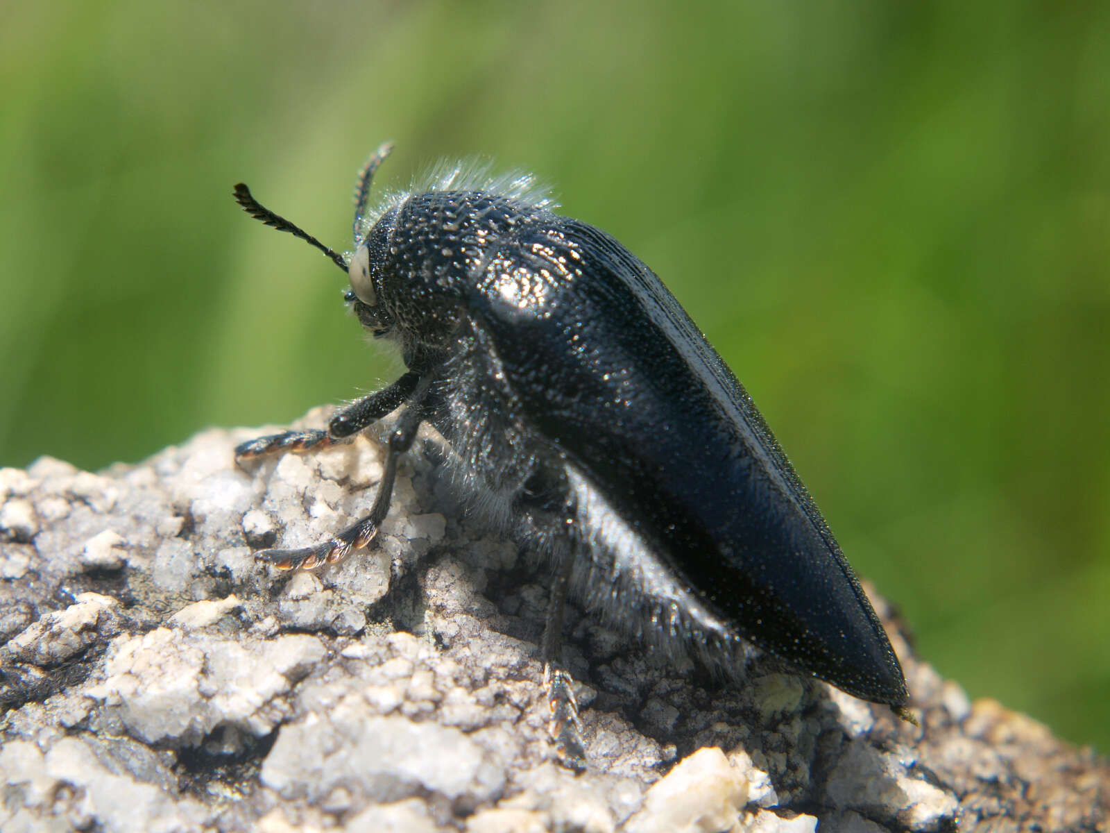 صورة Sternocera orissa variabilis Kerremans 1886