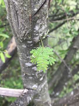 Image of rim lichen