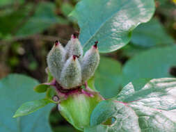 Image of Paeonia coriacea Boiss.