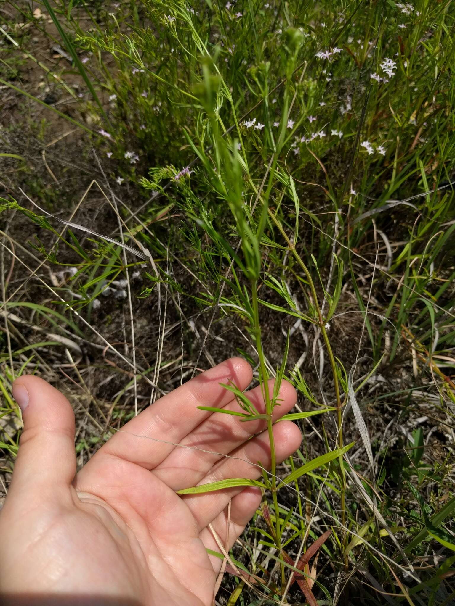 Image of diamondflowers