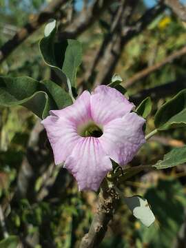 Uncarina stellulifera Humbert resmi