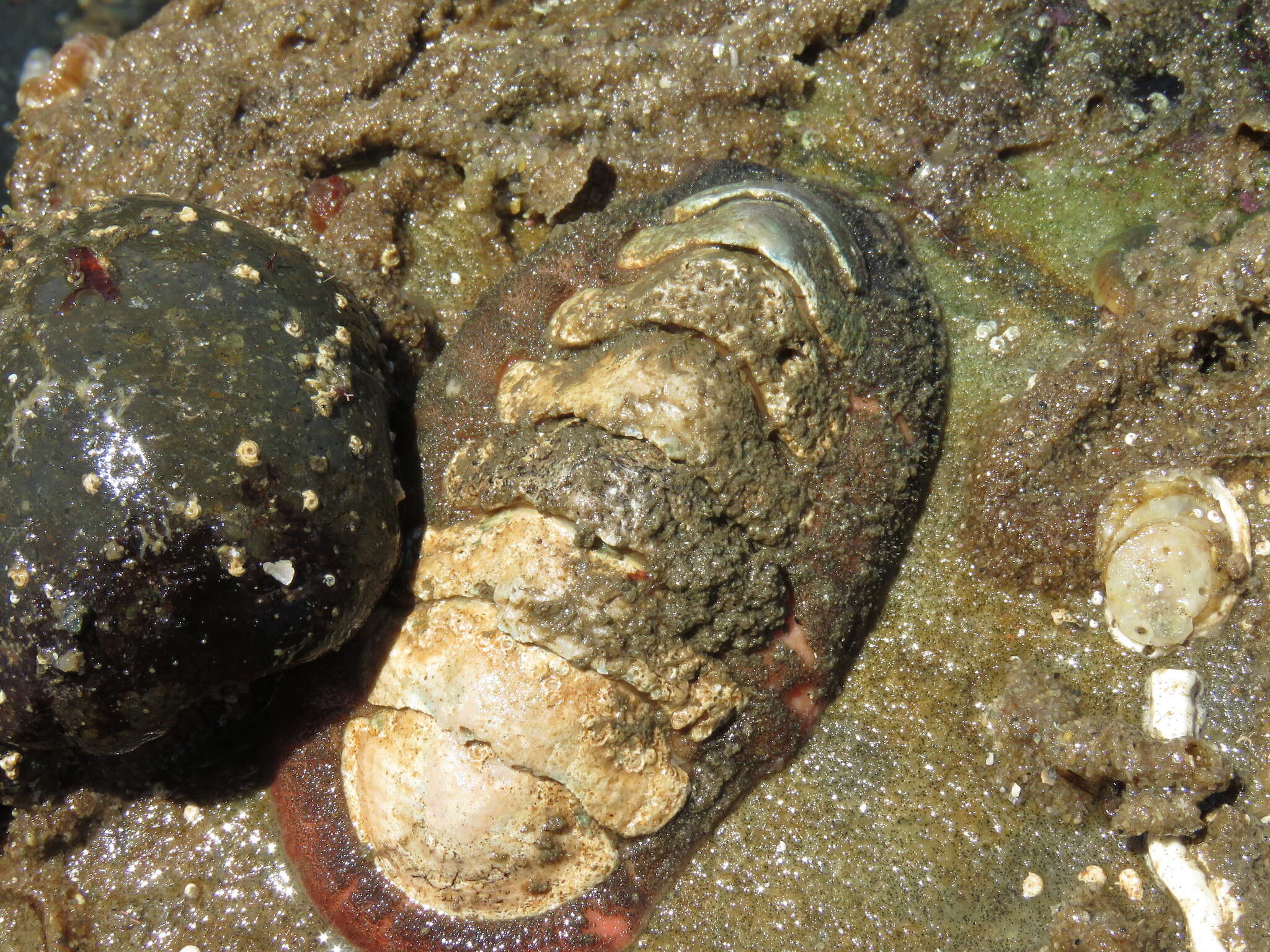 Image of conspicuous chiton