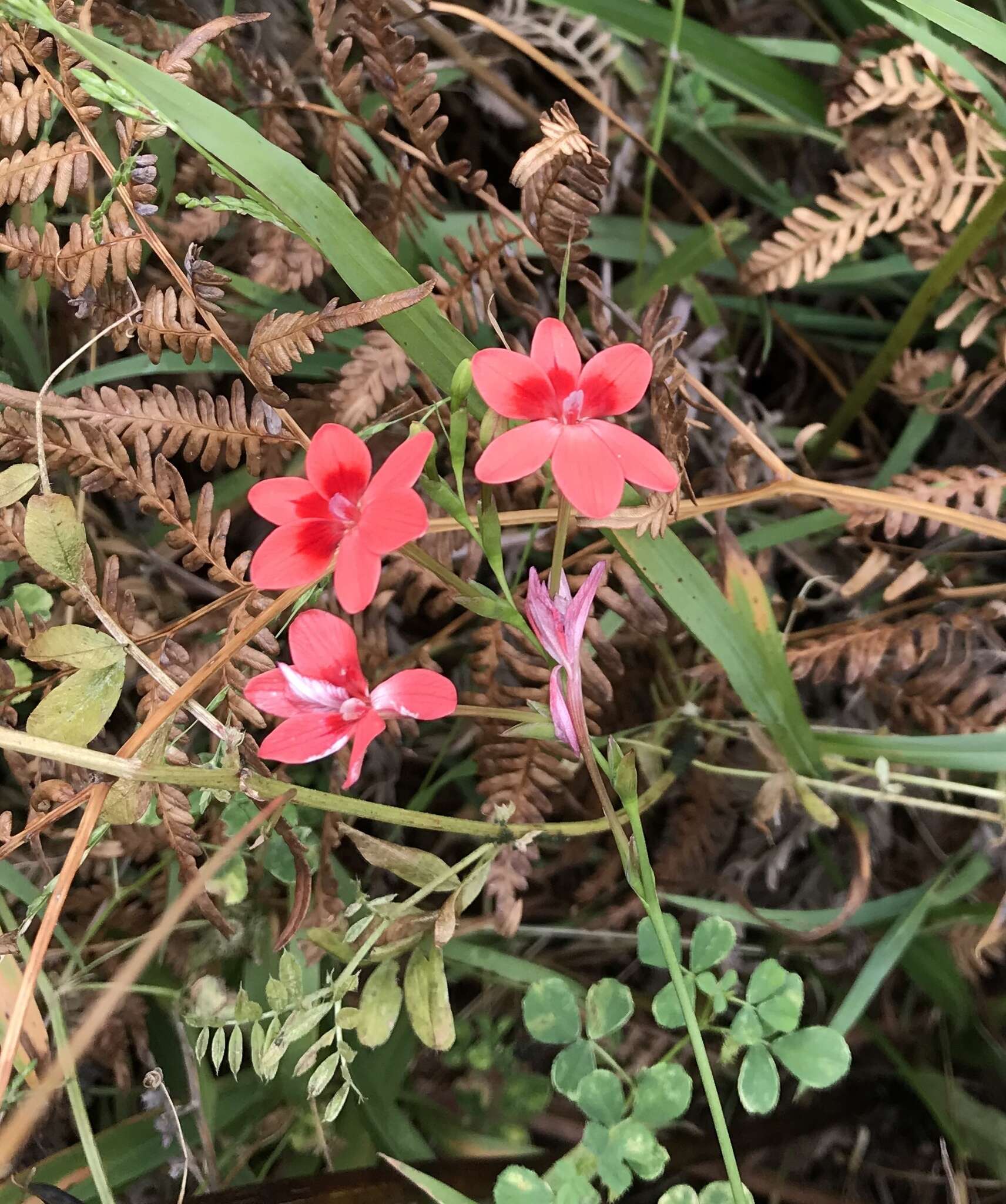 Image of false freesia