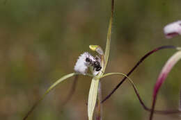 Image of Yellow spider orchid